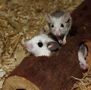 Image result for Long Haired Mouse