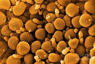 Image result for Rust Spores