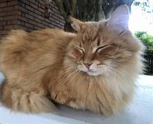 Image result for Bread Loaf Cat Bed