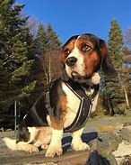 Image result for Basset Hound with English Cocker Spaniels