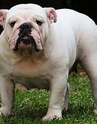 Image result for Big Bulldog