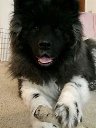 Image result for Long Hair Akita