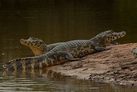 Image result for Amazon River Caiman