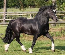 Image result for Black Welsh Cob