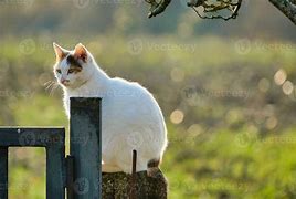 Image result for Sitting Down White Cats