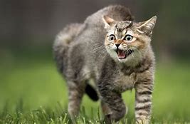 Image result for Hissing Cat Sports Logo