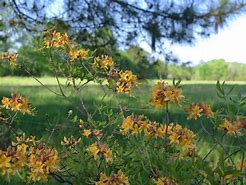 Image result for Sandwood Bay Flowers