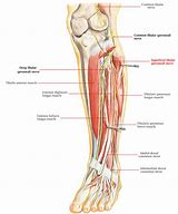 Image result for foot nerves anatomy