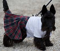 Image result for Dog Kilt