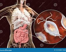 Image result for Protozoan