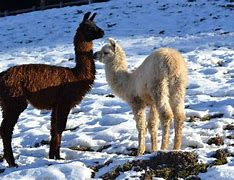 Image result for Lama Sao Uma