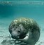 Image result for Manatee Babies