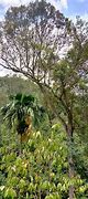 Image result for Tanaman Pohon Durian