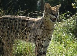 Image result for Serval Cat Laying Down