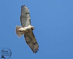 Image result for Canadian Birds of Prey