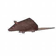 Image result for Rotating Rat