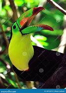 Image result for Toucan Beak Evolution