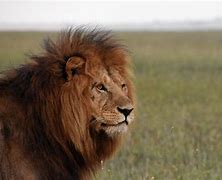 Image result for Pictures of African Male Lions