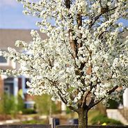 Image result for American Wild Plum Tree