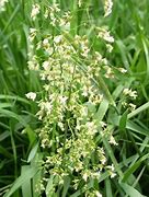 Image result for Sweetgrass Plant Care