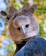 Image result for Beautiful Harpy Eagle