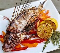 Image result for Lionfish Eating