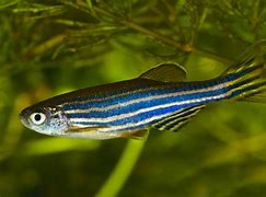 Image result for Zebra Deep Sea Fish