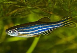 Image result for Green Zebra Fish