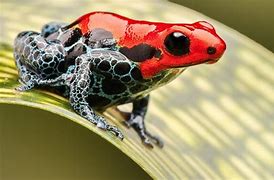 Image result for Poisonous Pink Frog