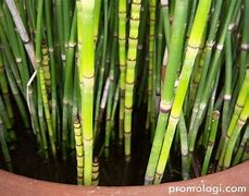 Image result for Bambu Air