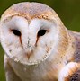 Image result for Barn Owl Wallpaper