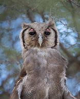 Image result for Mega Beon Owl