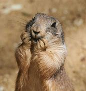 Image result for Prairie Dog Field