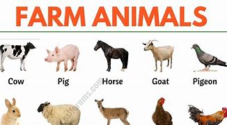 Image result for Farm Animals Toob