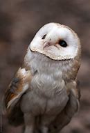 Image result for Cute Happy Owl