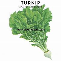 Image result for Seven Top Turnip