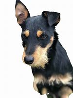 Image result for Mini Jack Dog