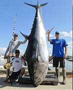 Image result for Giant Bluefin