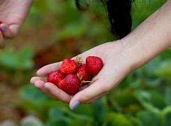 Image result for Strawberry Farm in Baguio