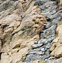 Image result for Schist Disk