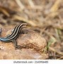 Image result for Flat Lizard Animal Species