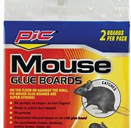 Image result for Mouse Glue Boards