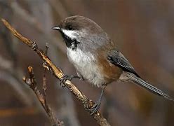 Image result for Small Michigan Birds