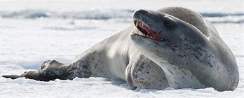 Image result for Leopard Seal Antarctica