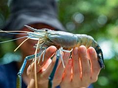 Image result for Prawn Water