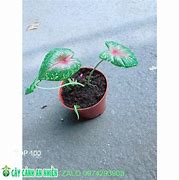 Image result for Cay Kieng La Monstera