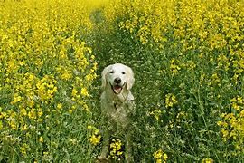 Image result for Spring Pet Wallpaper