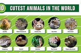 Image result for 10 cutest animals