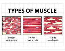 Image result for Muscle Cell Diagram GCSE