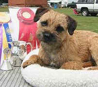 Image result for AKC Terrier Breeds